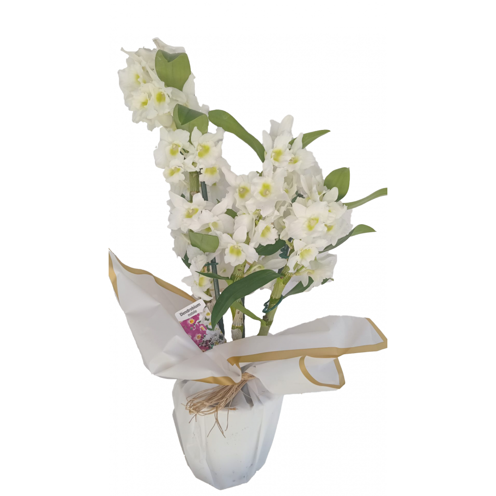 3 Dal Dendrobium Orkide